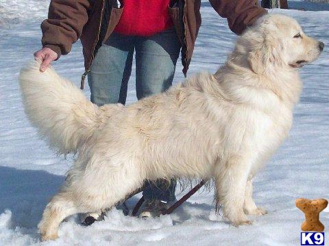 Stud Dogs in MA